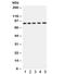 Amyloid Beta Precursor Like Protein 1 antibody, R32129, NSJ Bioreagents, Western Blot image 