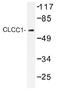 Chloride Channel CLIC Like 1 antibody, AP01467PU-N, Origene, Western Blot image 