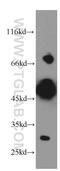 RALBP1 Associated Eps Domain Containing 2 antibody, 20699-1-AP, Proteintech Group, Western Blot image 
