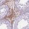 Basic leucine zipper and W2 domain-containing protein 1 antibody, FNab00995, FineTest, Immunohistochemistry frozen image 