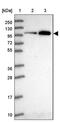 Ribosome biogenesis protein BOP1 antibody, PA5-61611, Invitrogen Antibodies, Western Blot image 