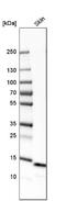 Galectin 7B antibody, NBP1-89798, Novus Biologicals, Western Blot image 