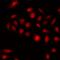 Kruppel Like Factor 3 antibody, orb412563, Biorbyt, Immunofluorescence image 