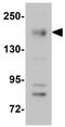 NLR Family CARD Domain Containing 5 antibody, GTX85160, GeneTex, Western Blot image 