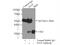 Inhibitor Of Growth Family Member 5 antibody, 10665-1-AP, Proteintech Group, Immunoprecipitation image 