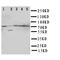 ATP Binding Cassette Subfamily G Member 1 antibody, orb96995, Biorbyt, Western Blot image 