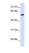NMDA Receptor Synaptonuclear Signaling And Neuronal Migration Factor antibody, NBP1-54813, Novus Biologicals, Western Blot image 