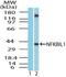 NFKB Inhibitor Like 1 antibody, PA5-23499, Invitrogen Antibodies, Western Blot image 