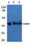 Cell Growth Regulator With Ring Finger Domain 1 antibody, A14370, Boster Biological Technology, Western Blot image 