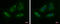 Protein Only RNase P Catalytic Subunit antibody, GTX121658, GeneTex, Immunofluorescence image 