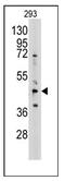 Adenosylhomocysteinase antibody, AP12359PU-N, Origene, Western Blot image 