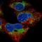 Mitochondrial Ribosomal Protein S14 antibody, NBP2-13622, Novus Biologicals, Immunocytochemistry image 