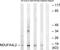 NDUFA4 Mitochondrial Complex Associated Like 2 antibody, TA315629, Origene, Western Blot image 