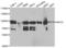 Kinesin-like protein KIF2C antibody, LS-C334067, Lifespan Biosciences, Western Blot image 