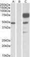 Angiopoietin 1 antibody, MBS422719, MyBioSource, Western Blot image 