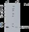 SERTA domain-containing protein 1 antibody, ALX-804-645-C050, Enzo Life Sciences, Western Blot image 