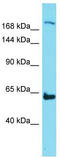 Neogenin 1 antibody, TA341799, Origene, Western Blot image 
