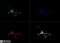 Sonic Hedgehog Signaling Molecule antibody, NBP2-22139, Novus Biologicals, Immunofluorescence image 