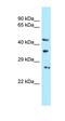 U6 snRNA phosphodiesterase antibody, orb331182, Biorbyt, Western Blot image 