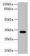 Cytochrome B5 Reductase 2 antibody, CSB-PA738178LA01HU, Cusabio, Western Blot image 