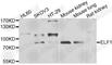 ETS-related transcription factor Elf-1 antibody, A6904, ABclonal Technology, Western Blot image 