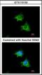 X-Linked Inhibitor Of Apoptosis antibody, orb92410, Biorbyt, Immunofluorescence image 