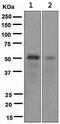 Forkhead Box A2 antibody, ab108422, Abcam, Western Blot image 