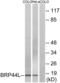 Mitochondrial Pyruvate Carrier 1 antibody, LS-C119789, Lifespan Biosciences, Western Blot image 