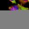 LysM Domain Containing 3 antibody, HPA018024, Atlas Antibodies, Immunocytochemistry image 