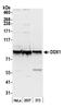 DEAD-Box Helicase 1 antibody, A300-521A, Bethyl Labs, Western Blot image 