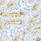 IL-17 antibody, STJ114328, St John