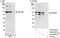 AT-rich interactive domain-containing protein 3B antibody, A302-564A, Bethyl Labs, Immunoprecipitation image 