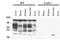 Large proline-rich protein BAG6 antibody, orb96553, Biorbyt, Western Blot image 