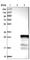Testis Expressed 33 antibody, HPA005998, Atlas Antibodies, Western Blot image 