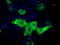 Imp2 antibody, TA501269, Origene, Immunofluorescence image 