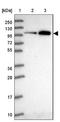Ribosome biogenesis protein BOP1 antibody, NBP2-33504, Novus Biologicals, Western Blot image 