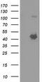 Schlafen Like 1 antibody, LS-C172412, Lifespan Biosciences, Western Blot image 