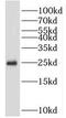 Proteasome Subunit Beta 4 antibody, FNab06873, FineTest, Western Blot image 