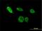 ETS2 Repressor Factor antibody, H00002077-M02, Novus Biologicals, Immunocytochemistry image 