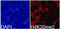 Histone Cluster 4 H4 antibody, LS-C335243, Lifespan Biosciences, Immunofluorescence image 