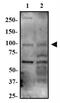 Rho GTPase Activating Protein 12 antibody, PA5-72998, Invitrogen Antibodies, Western Blot image 