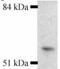 Cytochrome P450 Family 1 Subfamily A Member 1 antibody, ab3568, Abcam, Western Blot image 
