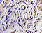 C-X-C Motif Chemokine Ligand 2 antibody, 251531, Abbiotec, Immunohistochemistry paraffin image 