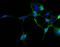 Short transient receptor potential channel 2 antibody, NBP1-86893, Novus Biologicals, Immunofluorescence image 