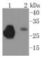 PRP antibody, NBP2-67569, Novus Biologicals, Western Blot image 