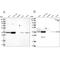 G-Patch Domain Containing 11 antibody, NBP2-34044, Novus Biologicals, Western Blot image 
