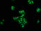 Protein naked cuticle homolog 1 antibody, LS-C674467, Lifespan Biosciences, Immunofluorescence image 