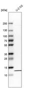 Replication Protein A3 antibody, HPA005708, Atlas Antibodies, Western Blot image 