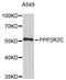 Protein Phosphatase 2 Regulatory Subunit Bgamma antibody, STJ111452, St John