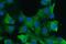 Calpain 2 antibody, M03492, Boster Biological Technology, Immunofluorescence image 
